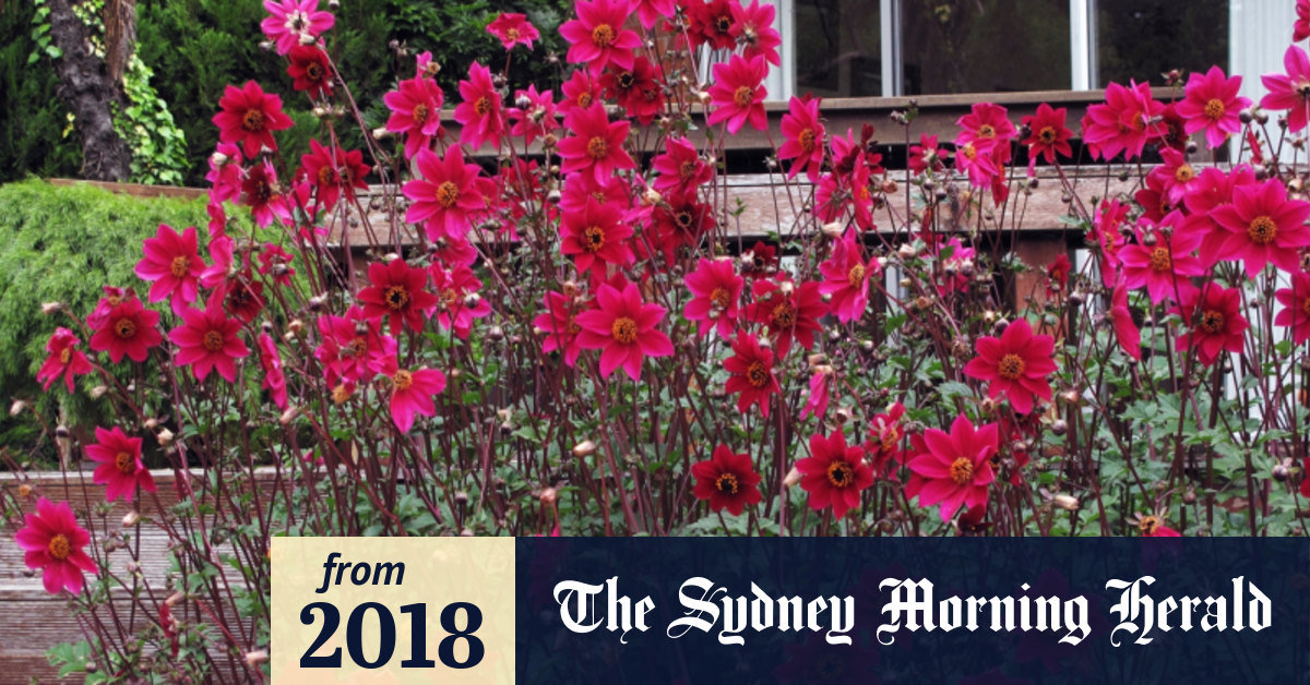 Gardening it's not too late to plant some cheerfully resilient dahlias